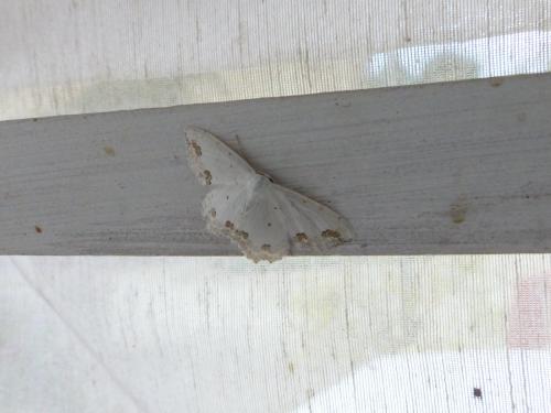 Scopula ornata